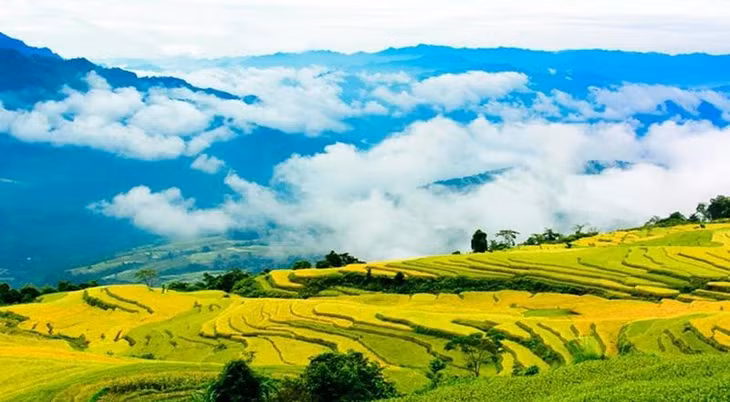 Ruộng bậc thang Hồng Thái vào mùa lúa chín. (Ảnh: mytuyenquang.vn)