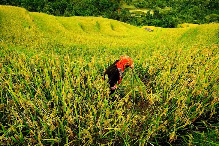Người phụ nữ dân tộc Dao đang gặt lúa. Ảnh: Ngô Vĩnh Phú