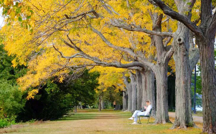 Hàng cây trong công viên dọc bờ sông Charles ở Boston.