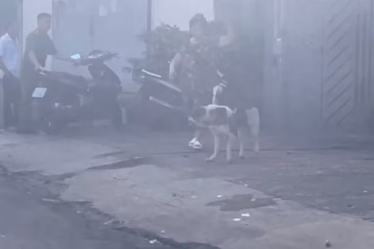Con chó tấn công người phụ nữ nhặt ve chai. Ảnh: Cắt từ clip