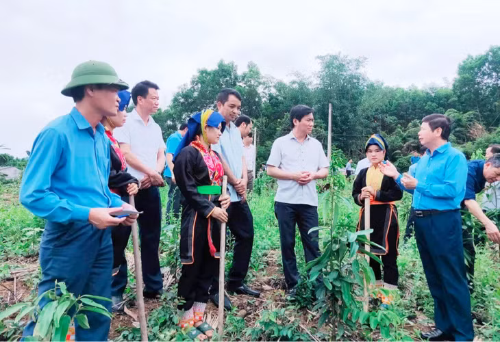 Chủ tịch UBND tỉnh Nguyễn Tường Văn chỉ đạo, kiểm tra công tác trồng rừng gỗ lớn tại huyện Ba Chẽ, tháng 5/2022. Ảnh: Đỗ Phương