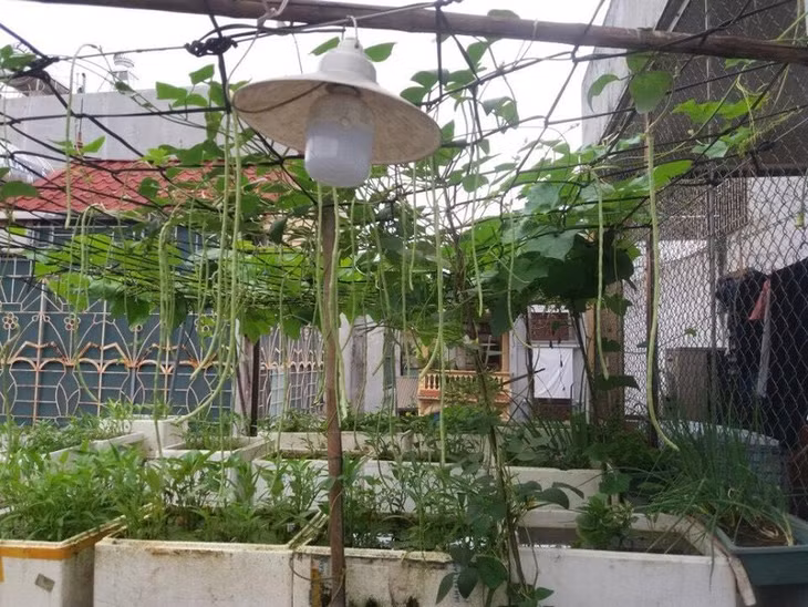 Nhiều hộ gia đình tại Hà Nội đã buộc phải tìm các nguồn cung rau sạch tạm thời.