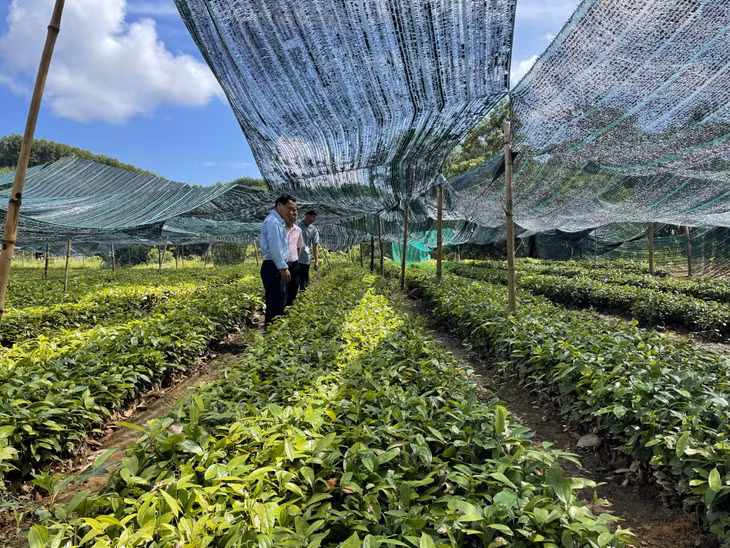 Vườn ươm cây giống của hộ anh Triệu Quay Phúc (thôn Tàu Tiên, xã Đồn Đạc, huyện Ba Chẽ).