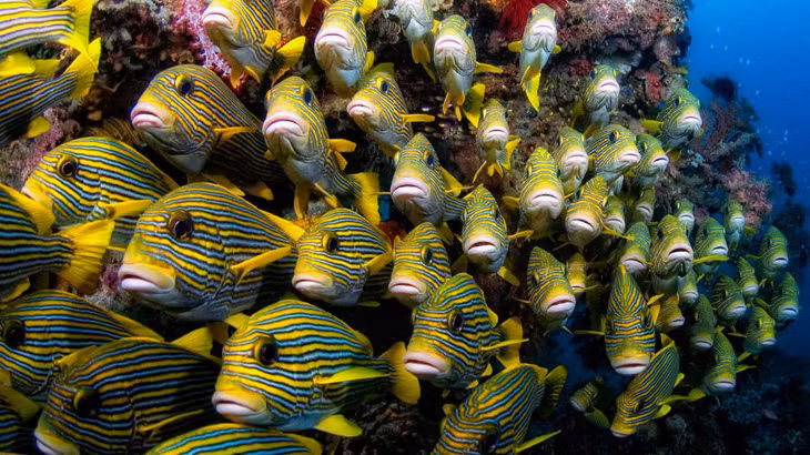 Quần thể cá đa dạng ở Raja Ampat. Ảnh: CNN