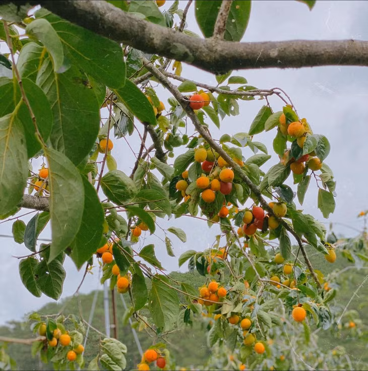 Tùy điều kiện thời tiết từng năm mà mùa hồng có thể đến và kết thúc sớm hoặc muộn hơn (Ảnh: Viet Anh Hoang).
