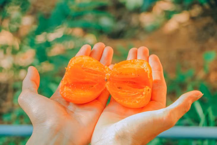 Mùa hồng Đà Lạt ảnh 6