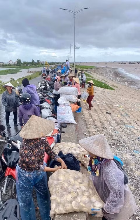 Người dân tranh thủ vớt ngao giấy, họ gọi đây là "lộc trời". Ảnh: D.A.