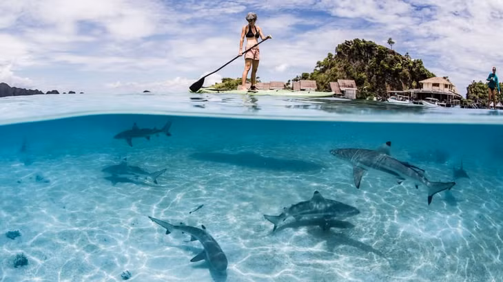 Cá mập và các sinh vật biển khác đã trở lại khu nghỉ dưỡng Misool ở Raja Ampat. Ảnh: Shawn Heinrichs