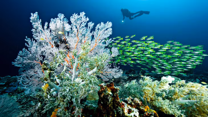 Mạng lưới Công viên Biển Raja Ampat được trao Giải thưởng Công viên Xanh đầu năm 2022. Ảnh: CNN