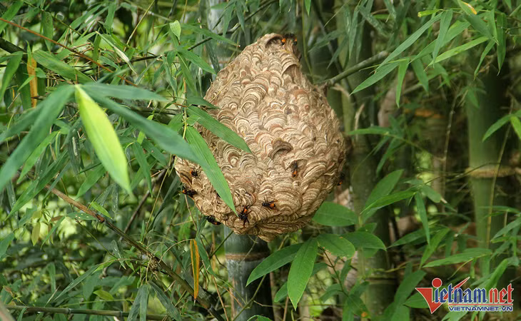 Tổ ong vò vẽ nằm kín trong bụi cây