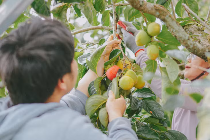 Ghé thăm các vườn hồng Đà Lạt, du khách còn được thu hoạch hồng chín cùng người dân địa phương và thưởng thức những trái hồng chín đỏ mọng, ngọt lịm (Ảnh: Viet Anh Hoang).