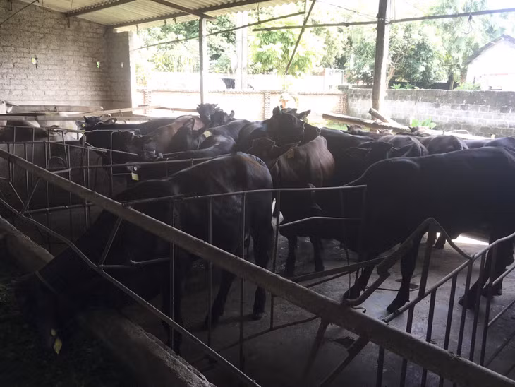 Bò lai BBB sinh sản hỗ trợ cho các hộ dân xã Tràng Lương (TX Đông Triều) hiện đang sinh trưởng, phát triển tốt.