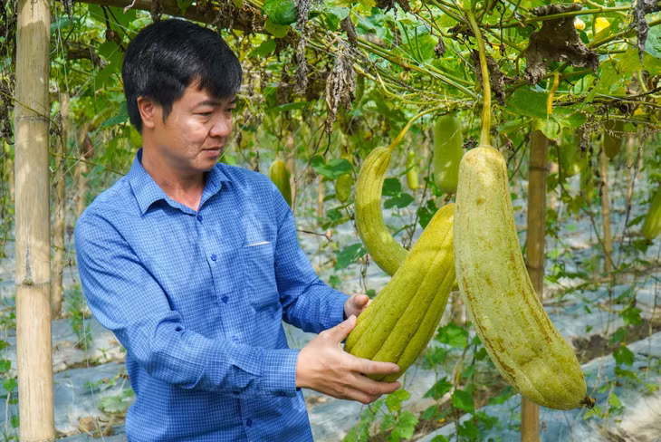 Anh Tạ Quý Tôn trong vườn mướp của gia đình. Ảnh: PV.