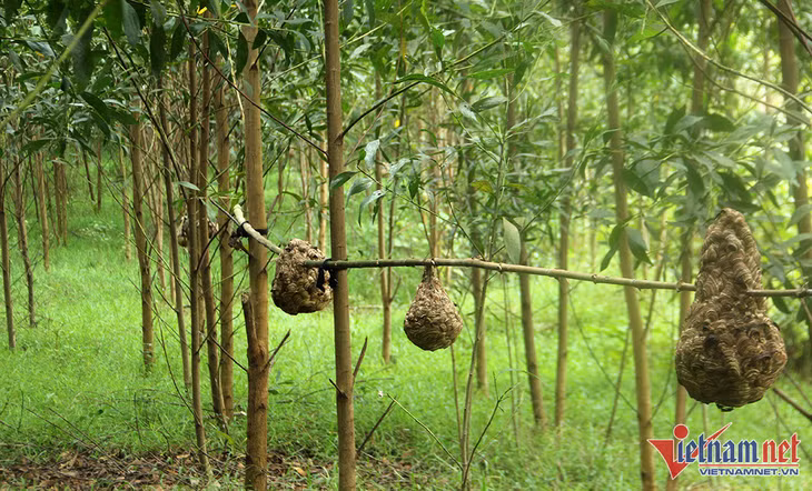 Các tổ ong vò vẽ treo khắp vườn tràm, được anh Huy nuôi để lấy nhộng bán