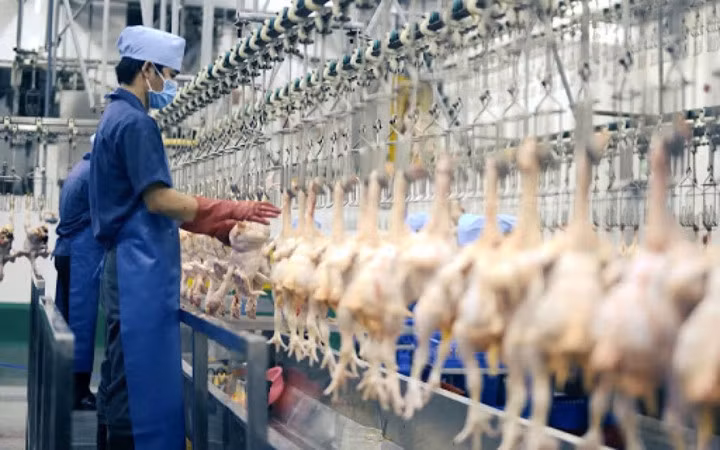 Doanh nghiệp chăn nuôi gặp khó vì giá thức ăn chăn nuôi liên tục tăng mạnh. (Ảnh minh họa)