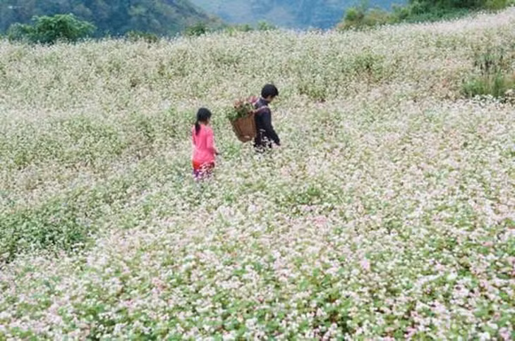 Lễ hội hoa Tam giác mạch đặc sắc vùng cao nguyên đá Đồng Văn (Ảnh: Booking.com)