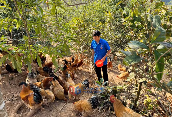 Mô hình nuôi gà dược liệu dưới tán trà hoa vàng của anh Đàm Văn Triệu (xã Ba Chẽ) đem lại hiệu quả kinh tế cao. (Ảnh: Vân Anh).