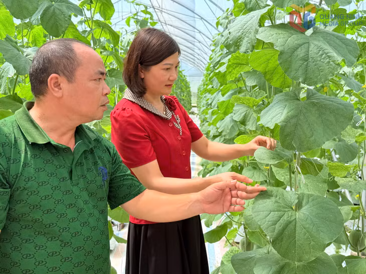 Cán bộ HND xã Quảng Tân trao đổi với hội viên, nông dân về mô hình trồng dưa vàng.
