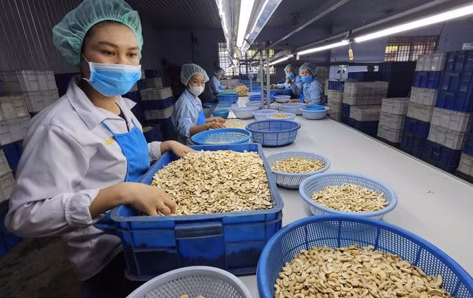 Ngành chế biến điều của Việt Nam đang chịu sự phụ thuộc lớn vào nguồn cung điều thô từ châu Phi - Ảnh: N.TRÍ