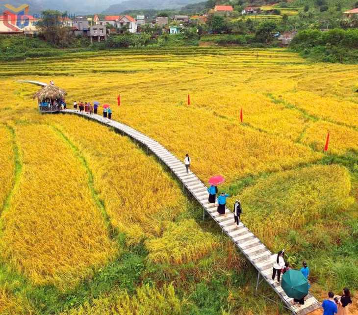 Các hoạt động của lễ hội sẽ diễn ra giữa những thửa ruộng bậc thang vàng óng.