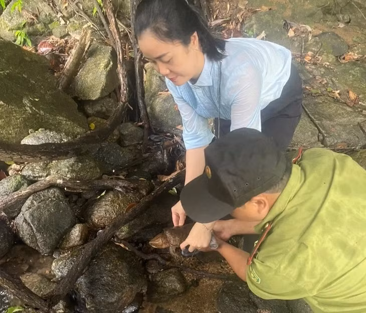 Rùa đầu to được kiểm tra sức khỏe và thả về tự nhiên - Ảnh: Kiểm lâm Quảng Ngãi