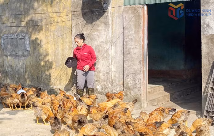 Mô hình nuôi gà từ chương trình “Đồng hành cùng phụ nữ biên cương” do Ban Chỉ huy BĐBP tỉnh và Hội LHPN tỉnh triển khai đã giúp gia đình chị Phạm Thị Dự (bản Ván Tốc, xã Quảng Đức) thoát nghèo.