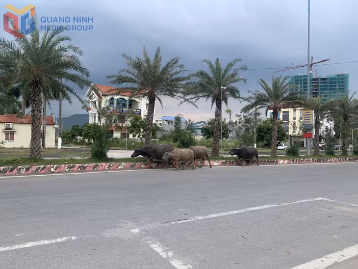 Vật nuôi thả rông trên QL279 đoạn đi qua địa bàn Quảng Ninh (ảnh chụp ngày 20/9/2025).