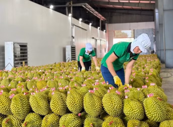 Một cơ sở đóng gói sầu riêng xuất khẩu sang Trung Quốc - Ảnh: T.VY