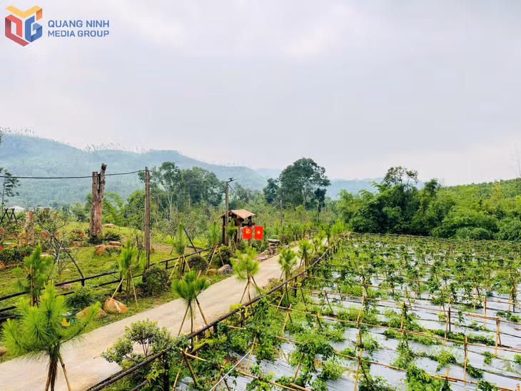 Một góc Dự án của Công ty CP Du lịch cộng đồng Kỳ Thượng - Am Váp. Ảnh: Đơn vị cung cấp