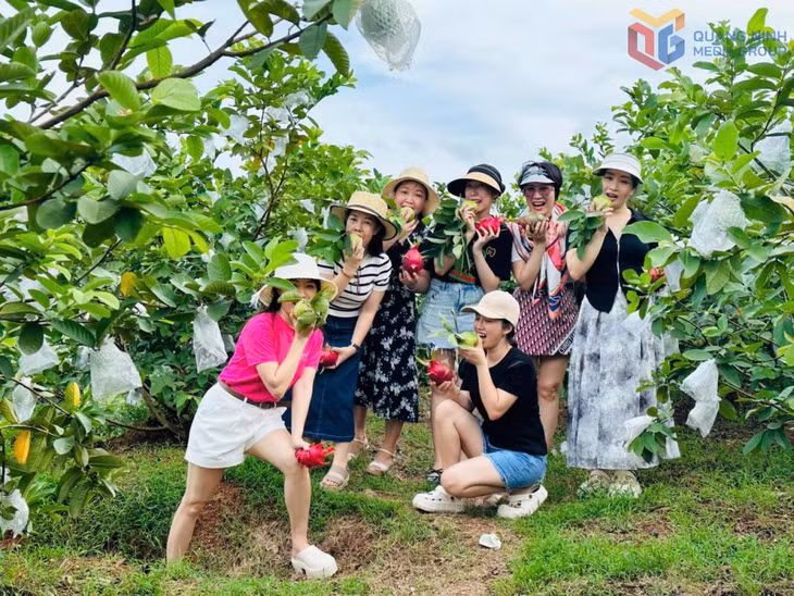 Du khách trải nghiệm hái ổi ở Khe Mai farm.