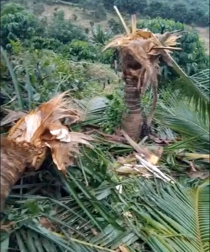 Người dân trình báo đến UBND xã Đắk Wil tình trạng voi phá vườn - Ảnh: H.T.