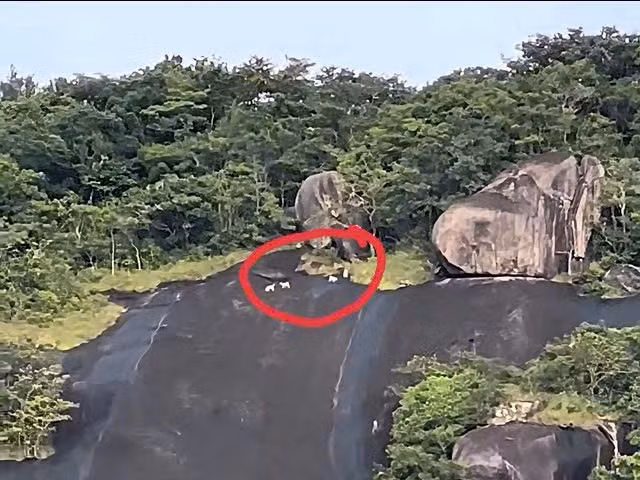 Kiểm lâm cùng các đơn vị liên quan tổ chức kiểm tra, xác minh, làm rõ thông tin về 4 cá thể nghi vấn là khỉ trắng xuất hiện trên núi Ma Thiên Lãnh như hình ảnh ghi lại trong clip đăng trên mạng xã hội. Ảnh chụp từ video clip