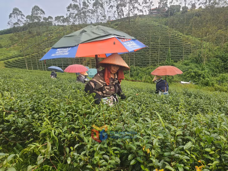 Người dân xá Đường Hoa hái chè bằng tay trên đồi chè canh thác theo hướng hữu cơ của doanh nghiệp tư nhân Thuấn Quỳnh.