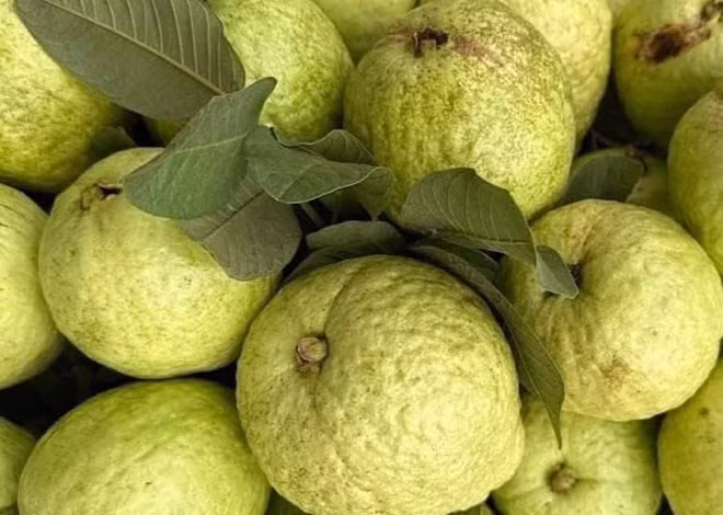 Bạn nên để ổi ở những nơi khô thoáng, tránh ánh nắng trực tiếp của mặt trời để ổi không bị hỏng. Ảnh: Kiều Vũ