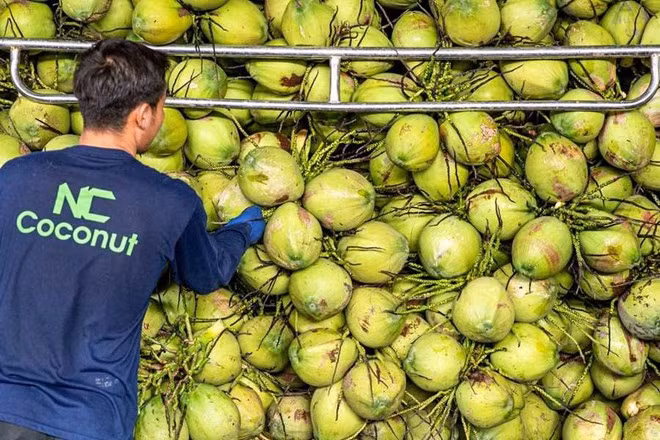 Một vựa dừa ở Thái Lan. Ảnh: Xinhua