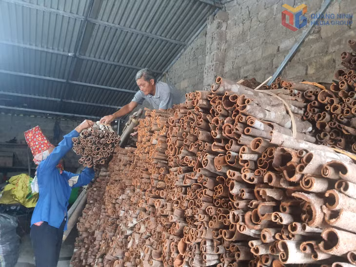 Nông dân xã Quảng Tân phơi sấy, bảo quản quế hữu cơ để cất bán cho những đầu lậu lớn.