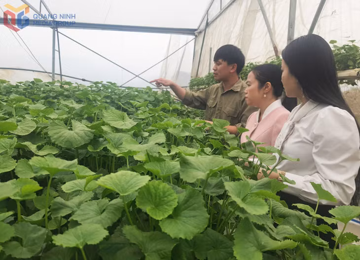 Mô hình trồng rau má trong nhà màng tại phường Bình Khê không sử dụng phân, thuốc gốc hoá học.