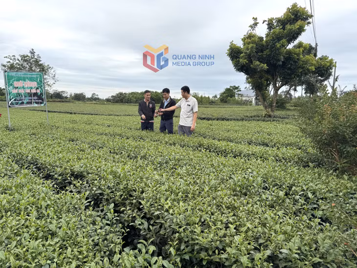 Xã Đường Hoa hiện có 200ha chè, trong đó có 20ha sản xuất hữu cơ.