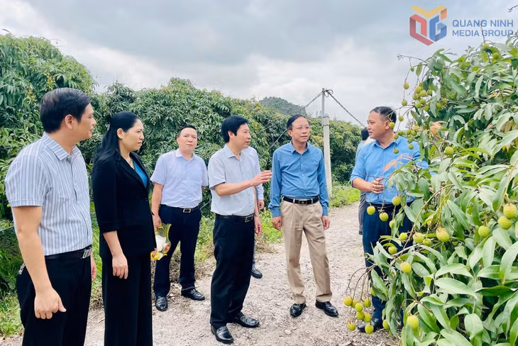 Lãnh đạo HND tỉnh thăm mô hình vải chín sớm Phương Nam, phường Uông Bí.