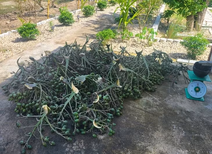 Cau trái dài vẫn được thu mua, nhưng giá chỉ 12.000 đồng/kg, giảm hơn 6 lần so với thời điểm này của năm 2024 - Ảnh: TRẦN MAI