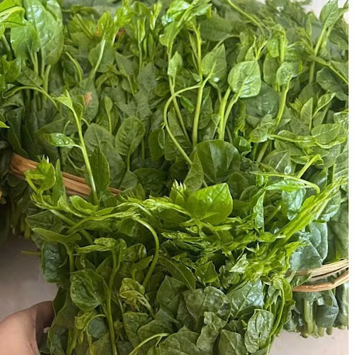 Món canh rau mồng tơi kết hợp với rau đay rất tốt cho mắt nhờ các dưỡng chất giúp tăng cường thị lực. Ảnh: Quang Minh.