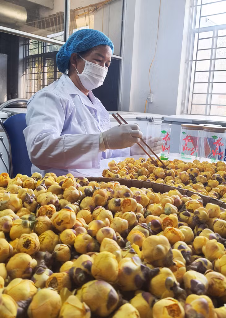 Chọn lọc bông trà hoa vàng thành phẩm ở Công ty CP kinh doanh lâm sản Đạp Thanh (huyện Ba Chẽ).