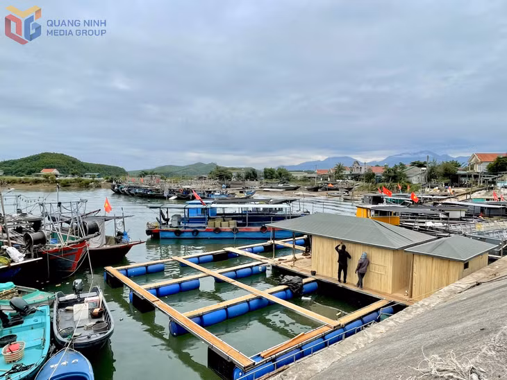 Người dân xã Đầm Hà đóng bè, mảng nuôi thủy sản để thúc đẩy sản xuất nuôi biển.