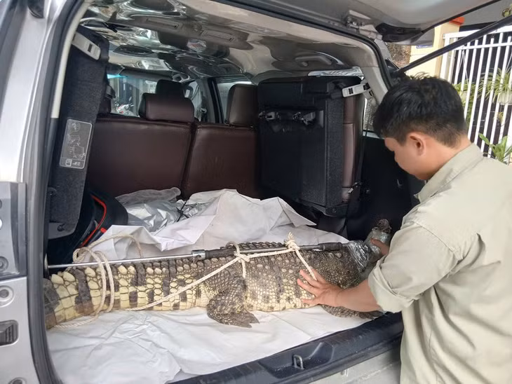 Cá sấu được bàn giao cho đơn vị chức năng. Ảnh: Hoài Phương