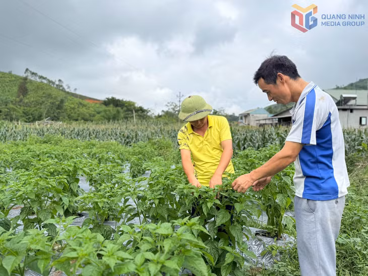 Mô hình trồng ớt chào mào của hội viên, nông dân xã Đông Ngũ mang lại thu nhập khoảng 300 triệu đồng/năm.
