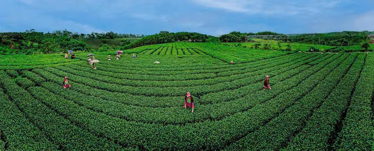 Từ diện tích nhỏ trồng thử nghiệm năm 1963, hiện nay xã Đường Hoa có gần 200ha cây chè phát triển xanh tốt.