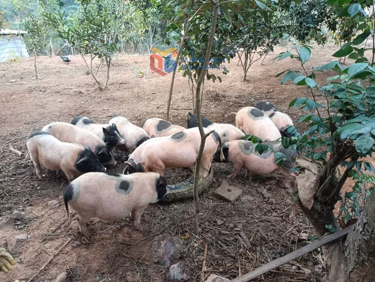 Mô hình nuôi thử nghiệm giống lợn Hương sinh sản, thương phẩm được triển khai tại Ba Chẽ năm 2024.