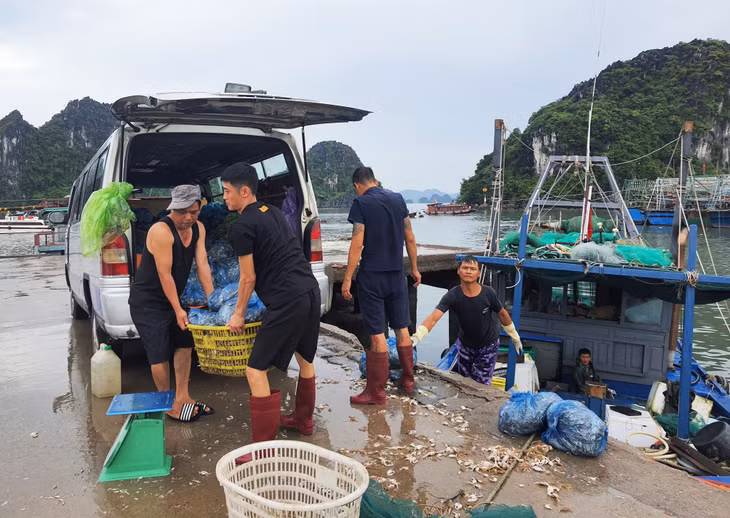 Hoạt động bốc dỡ sản lượng thủy sản tại Khu neo đậu tránh trú bão cấp vùng kết hợp cảng cá tại thị trấn Cái Rồng (huyện Vân Đồn).