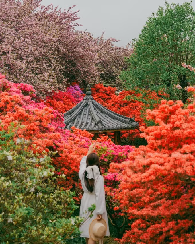 Cuối tháng 5, đầu tháng 6 là thời điểm lý tưởng để ngắm hoa đỗ quyên tại JeonJu - thành phố ở phía Tây Nam Hàn Quốc - sau khi kết thúc mùa hoa anh đào. Đỗ quyên được trồng nhiều trong công viên Wansan nằm trên một ngọn núi nhỏ thuộc ngoại ô thành phố, thu hút hàng nghìn người du xuân mỗi ngày. Ảnh: Instagram yhy1003