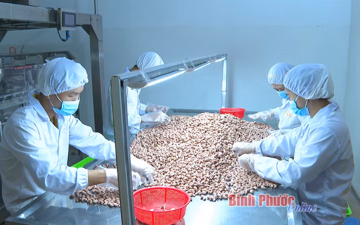 Công ty Hạt điều vàng thực hiện chế biến sâu giúp nâng tầm giá trị hạt điều Bình Phước cũng như ngành điều của tỉnh
